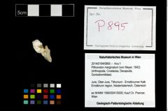 Foto (Objekt + Etikett) von Pithonoton marginatum (von Meyer, 1842)  (NHMW-GEO-2014-0194-0895)